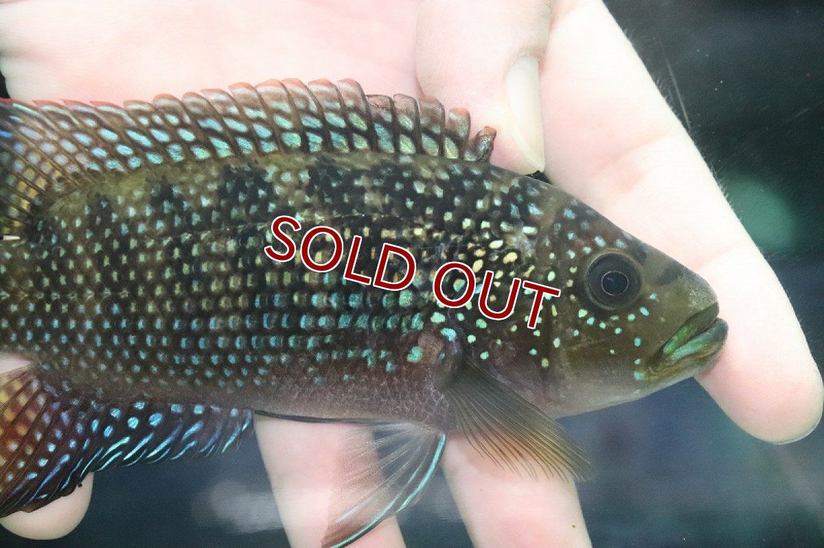 画像2: 【淡水魚】【通販】美種 大きめ ジャックデンプシー【１匹 サンプル画像】(±15cm)(大型魚)(生体)(熱帯魚)NKO (2)