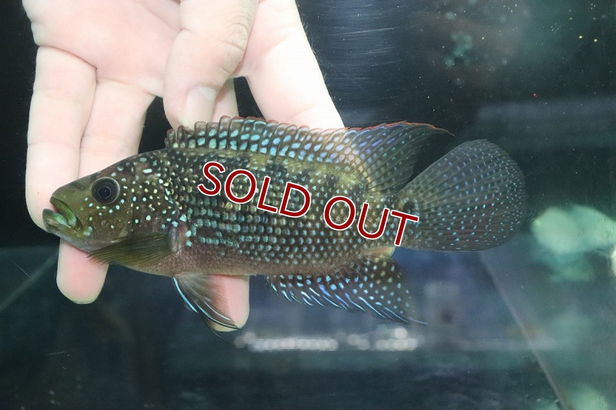 画像4: 【淡水魚】【通販】美種 大きめ ジャックデンプシー【１匹 サンプル画像】(±15cm)(大型魚)(生体)(熱帯魚)NKO (4)