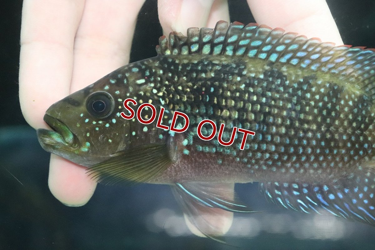 画像5: 【淡水魚】【通販】美種 大きめ ジャックデンプシー【１匹 サンプル画像】(±15cm)(大型魚)(生体)(熱帯魚)NKO (5)