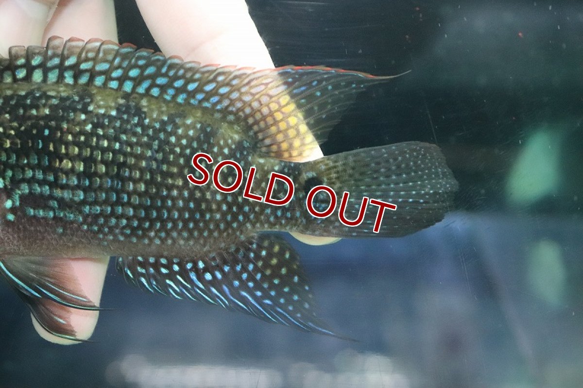 画像6: 【淡水魚】【通販】美種 大きめ ジャックデンプシー【１匹 サンプル画像】(±15cm)(大型魚)(生体)(熱帯魚)NKO (6)