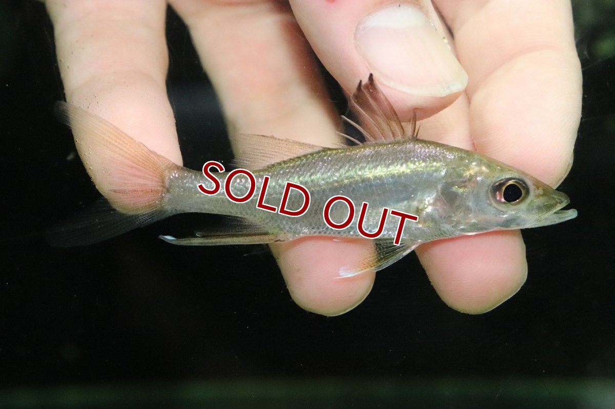画像1: 【淡水魚】【通販】激レア No1 サウスアメリカンパーチ スパインソードスヌーク スリナム産 ワイルド【個体販売±8cm(生体)(熱帯魚)NKO (1)