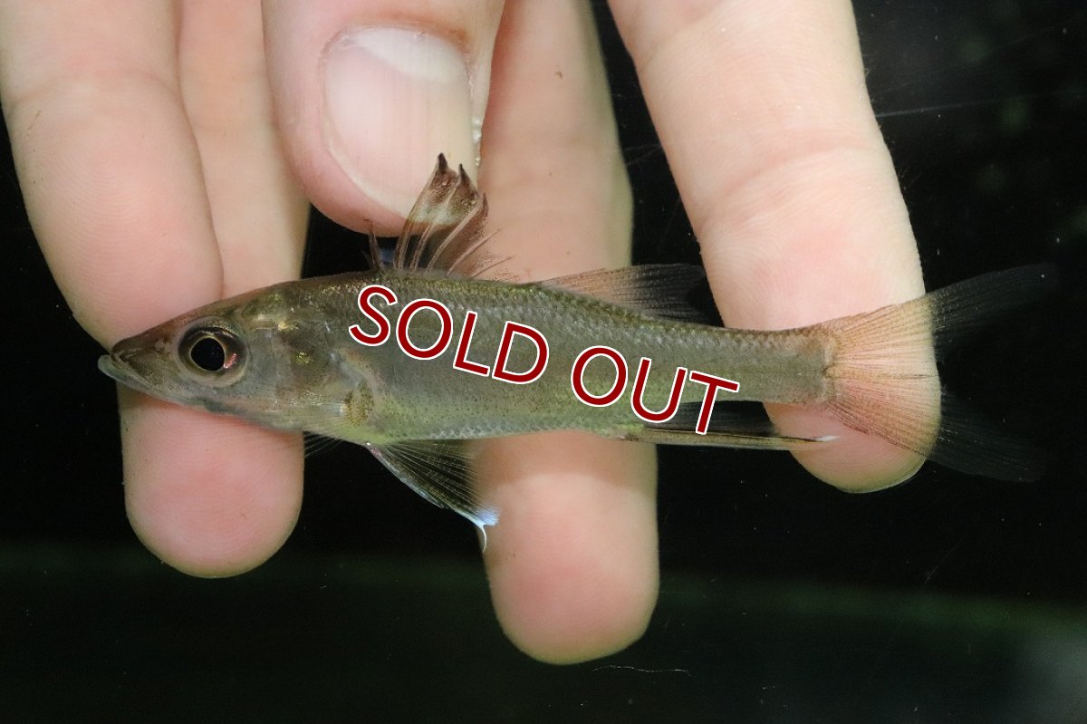 画像2: 【淡水魚】【通販】激レア No1 サウスアメリカンパーチ スパインソードスヌーク スリナム産 ワイルド【個体販売±8cm(生体)(熱帯魚)NKO (2)