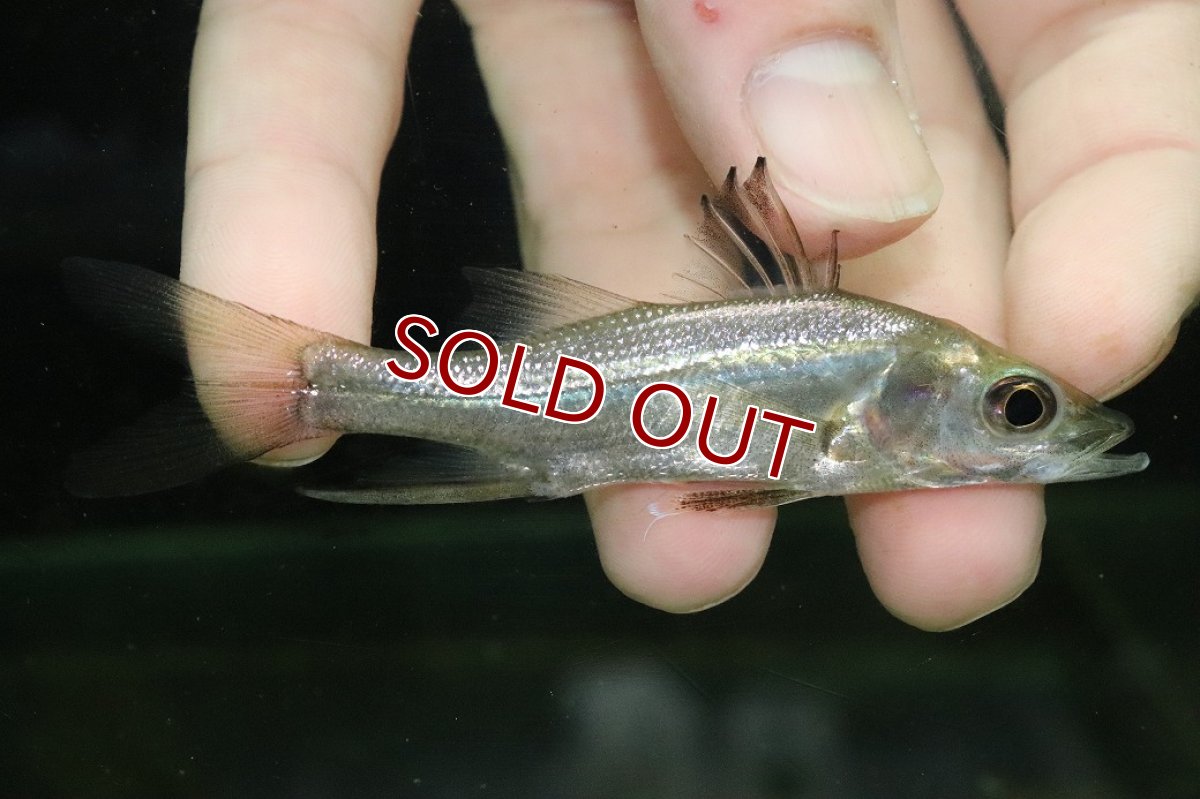 画像1: 【淡水魚】【通販】激レア No2 サウスアメリカンパーチ スパインソードスヌーク スリナム産 ワイルド【個体販売±8cm(生体)(熱帯魚)NKO (1)