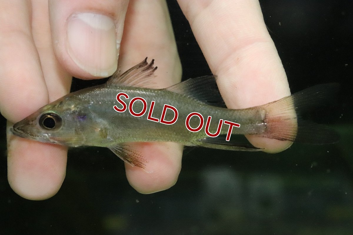 画像2: 【淡水魚】【通販】激レア No2 サウスアメリカンパーチ スパインソードスヌーク スリナム産 ワイルド【個体販売±8cm(生体)(熱帯魚)NKO (2)