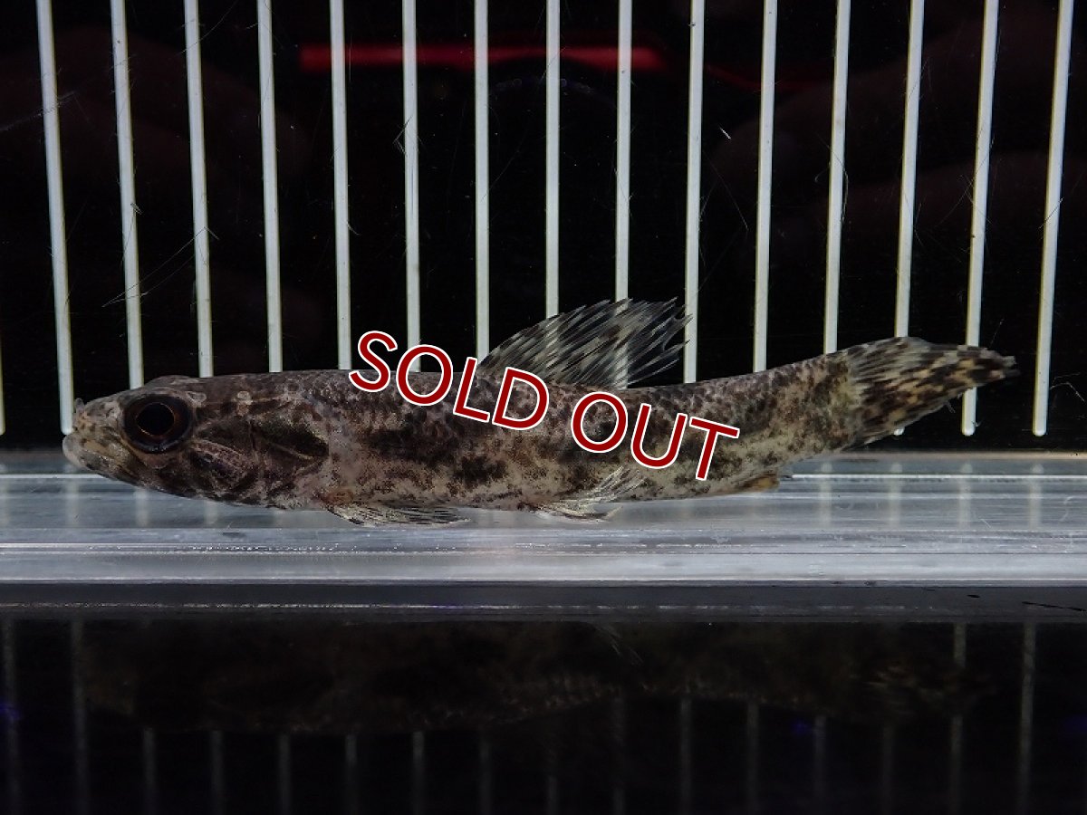 画像1: 【淡水魚】【通販】特価 No1 リアルタライロン アイマラ ワイルド【個体販売】(±11cm)(大型魚)(生体)(熱帯魚)NKO (1)