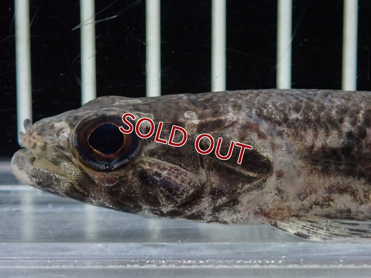 画像2: 【淡水魚】【通販】特価 No1 リアルタライロン アイマラ ワイルド【個体販売】(±11cm)(大型魚)(生体)(熱帯魚)NKO (2)