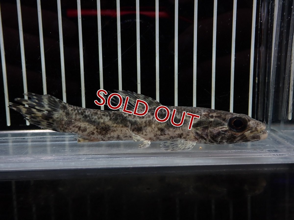 画像3: 【淡水魚】【通販】特価 No1 リアルタライロン アイマラ ワイルド【個体販売】(±11cm)(大型魚)(生体)(熱帯魚)NKO (3)