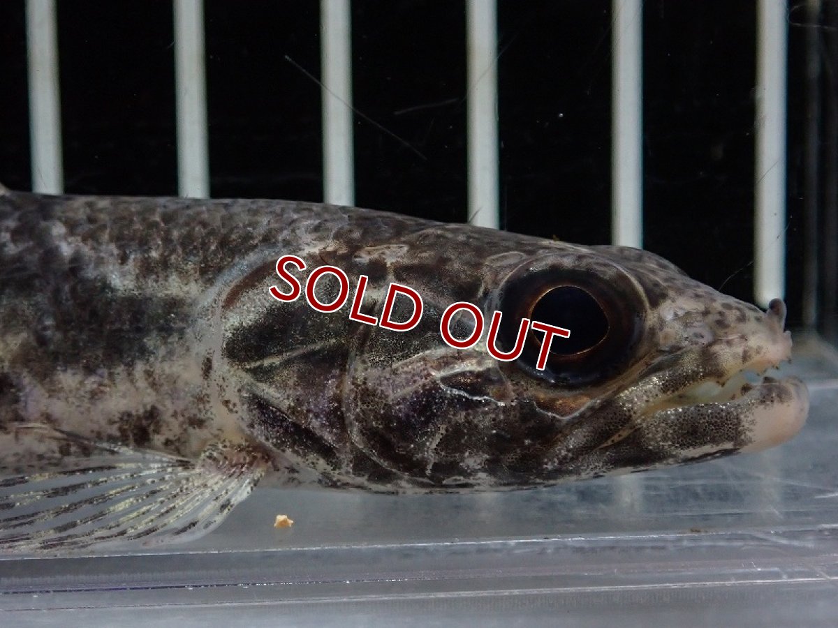 画像4: 【淡水魚】【通販】特価 No1 リアルタライロン アイマラ ワイルド【個体販売】(±11cm)(大型魚)(生体)(熱帯魚)NKO (4)