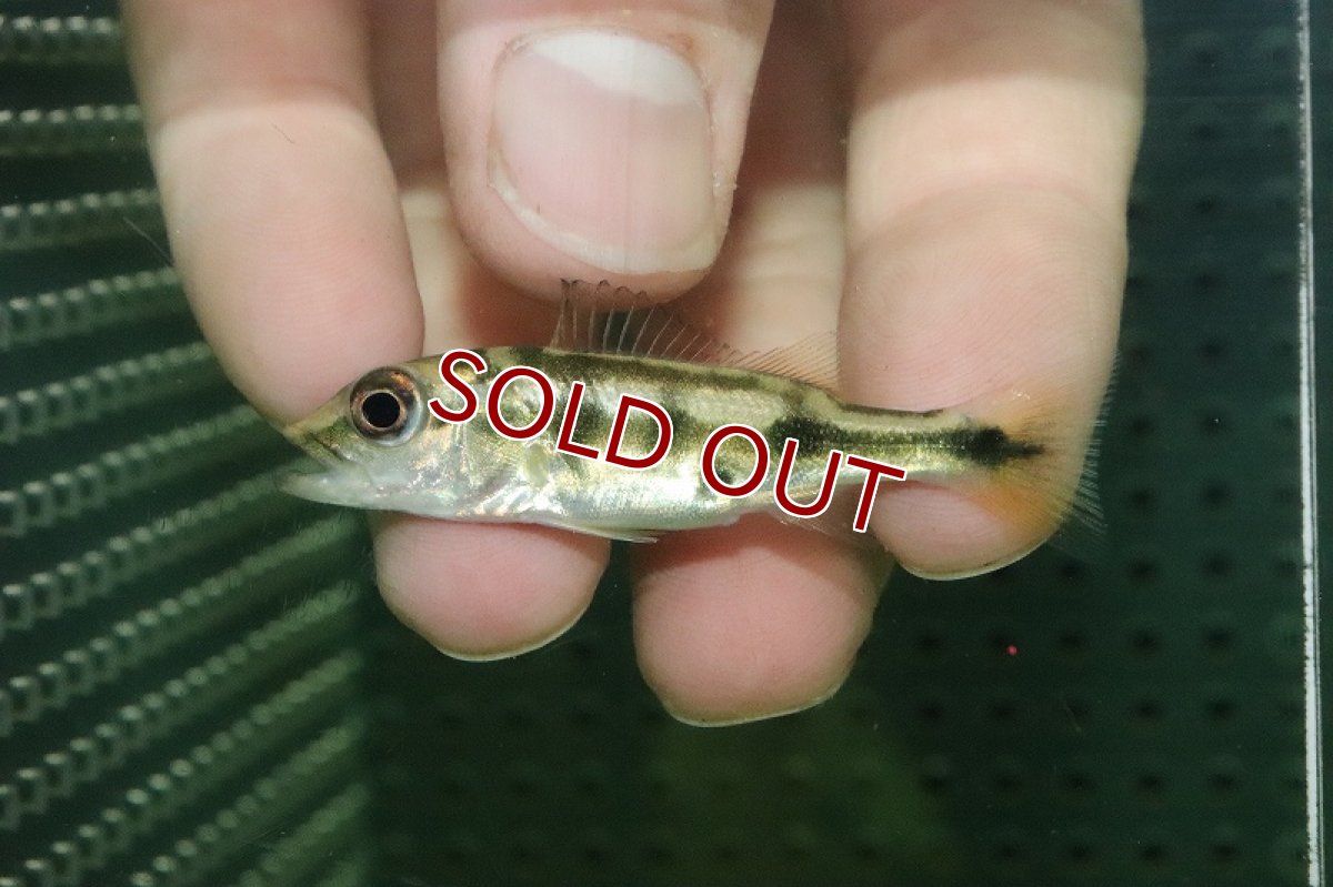 画像2: 【淡水魚】【通販】激レア キクラ sp コペナムリバー スリナム産 ワイルド【個体販売】(±6cm)(大型魚)(生体)(熱帯魚)NKO (2)