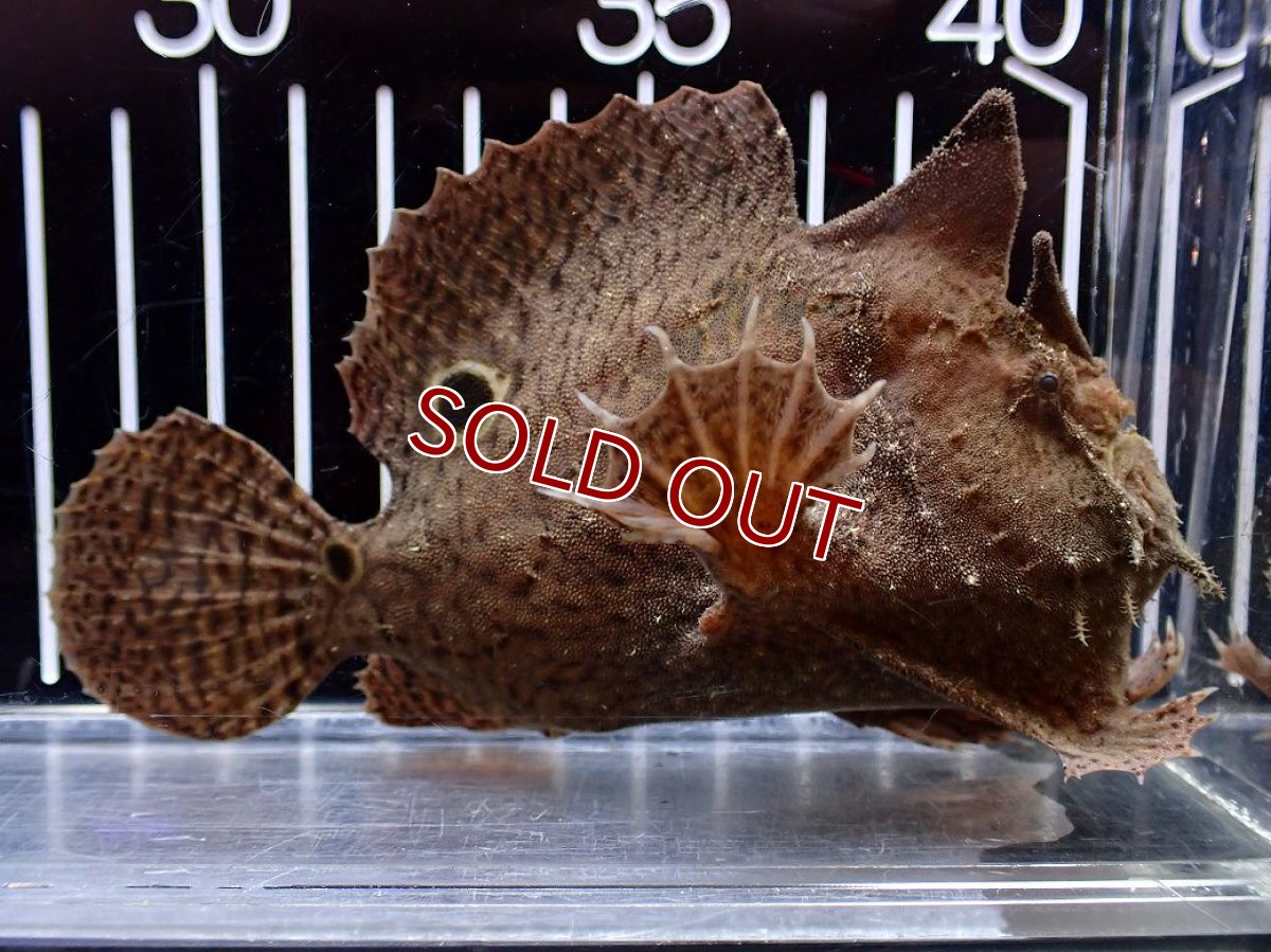 画像1: 【淡水魚】【通販】大特価 淡水カエルアンコウ【１匹 サンプル画像】(±10-11cm)(生体)(熱帯魚)NK (1)