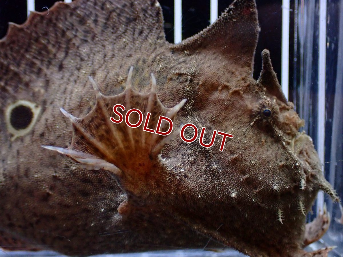 画像2: 【淡水魚】【通販】大特価 淡水カエルアンコウ【１匹 サンプル画像】(±10-11cm)(生体)(熱帯魚)NK (2)