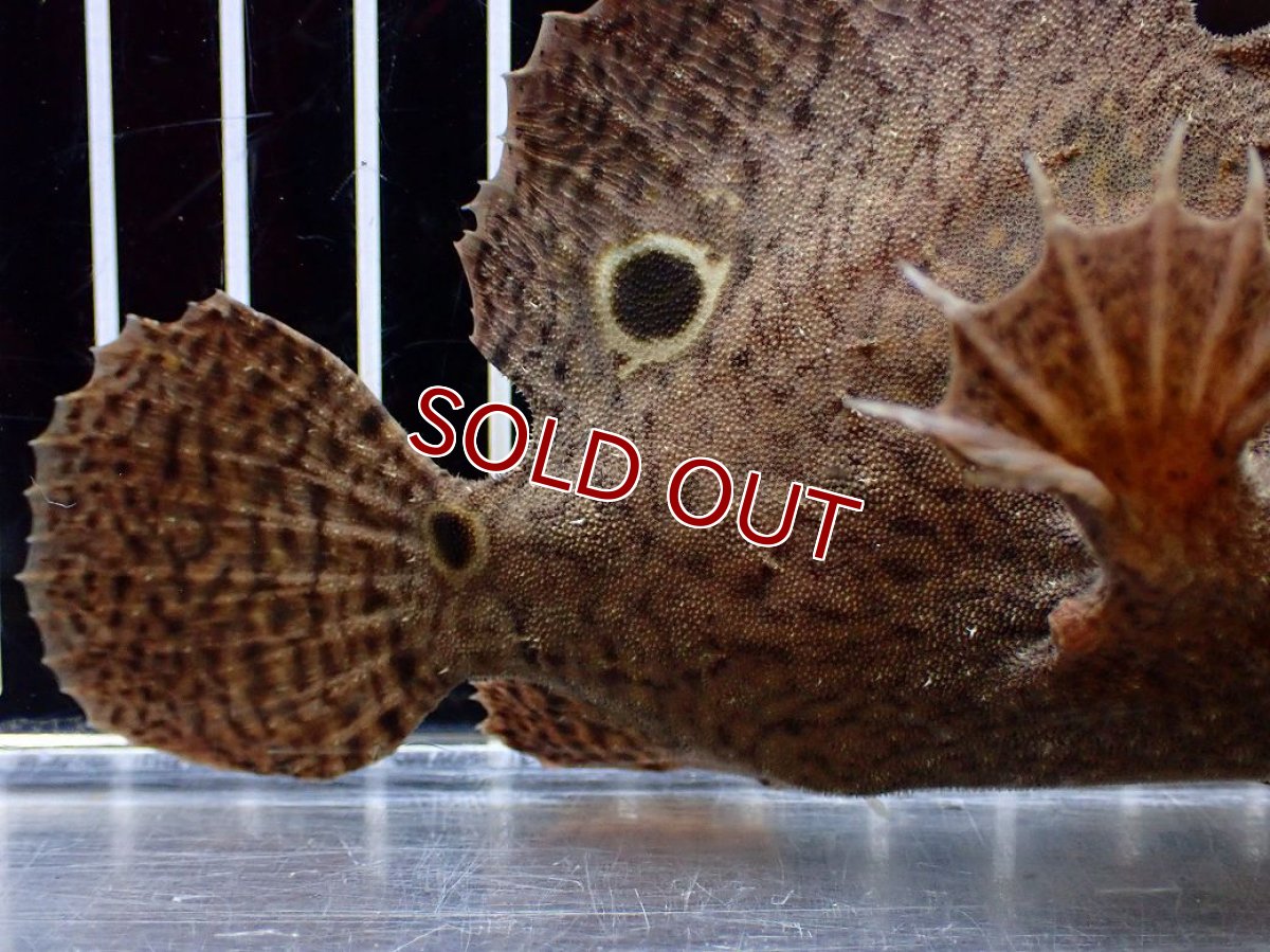 画像3: 【淡水魚】【通販】大特価 淡水カエルアンコウ【１匹 サンプル画像】(±10-11cm)(生体)(熱帯魚)NK (3)