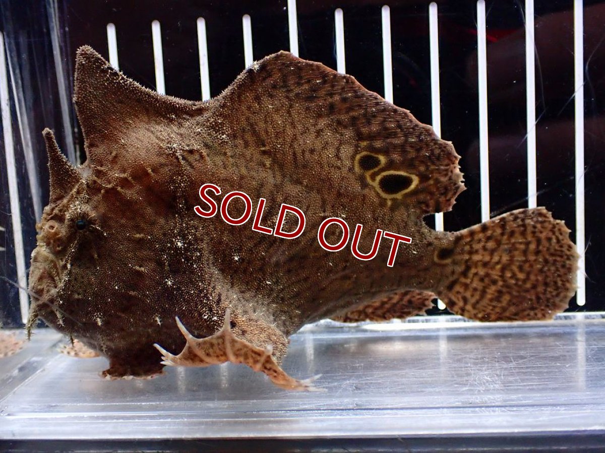 画像4: 【淡水魚】【通販】大特価 淡水カエルアンコウ【１匹 サンプル画像】(±10-11cm)(生体)(熱帯魚)NK (4)