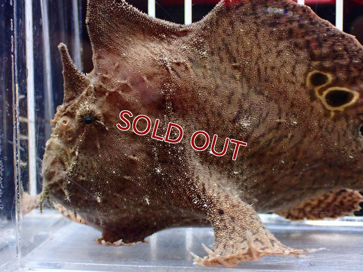 画像5: 【淡水魚】【通販】大特価 淡水カエルアンコウ【１匹 サンプル画像】(±10-11cm)(生体)(熱帯魚)NK (5)