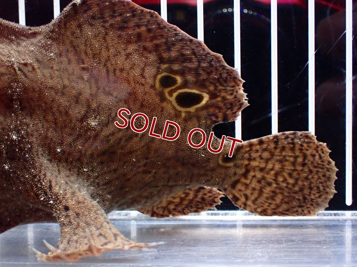 画像6: 【淡水魚】【通販】大特価 淡水カエルアンコウ【１匹 サンプル画像】(±10-11cm)(生体)(熱帯魚)NK (6)