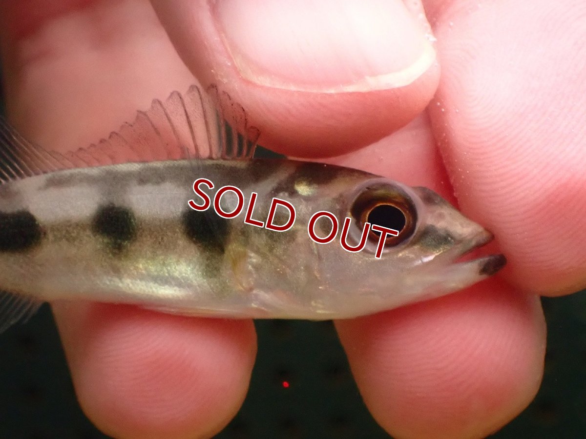 画像2: 【淡水魚】【通販】激レア スリナム共和国 キクラ cf オセラリス コペナムリバースリナム産【個体販売】(±6cm)(生体)(熱帯魚)NKO (2)