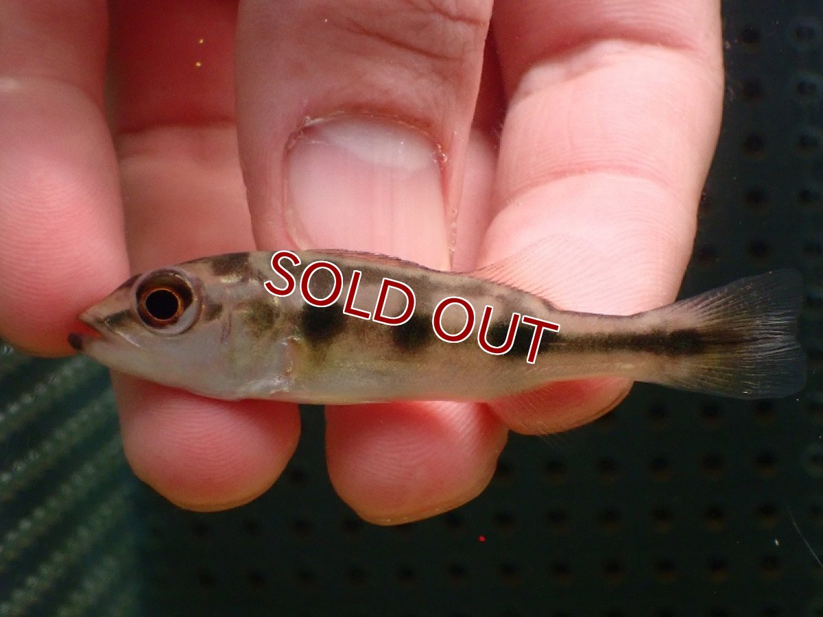 画像3: 【淡水魚】【通販】激レア スリナム共和国 キクラ cf オセラリス コペナムリバースリナム産【個体販売】(±6cm)(生体)(熱帯魚)NKO (3)