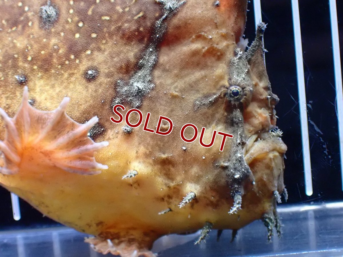 画像2: 【淡水魚】【通販】レア種 オレンジカラー 淡水カエルアンコウ【個体販売】(±14cm)(生体)(熱帯魚)NK (2)