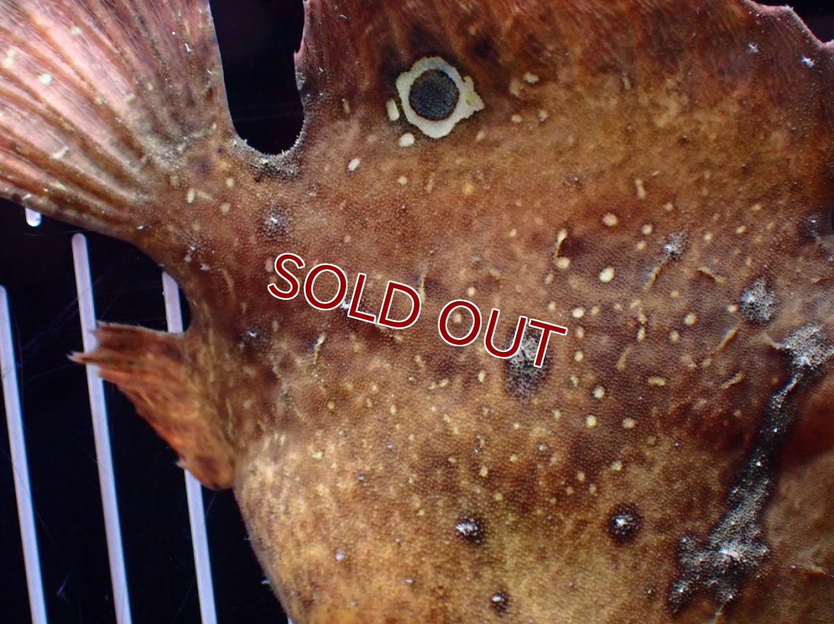 画像3: 【淡水魚】【通販】レア種 オレンジカラー 淡水カエルアンコウ【個体販売】(±14cm)(生体)(熱帯魚)NK (3)