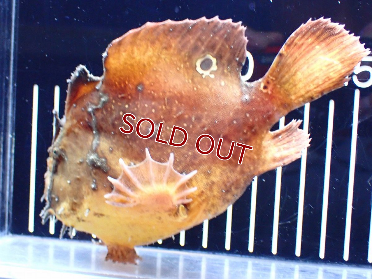 画像4: 【淡水魚】【通販】レア種 オレンジカラー 淡水カエルアンコウ【個体販売】(±14cm)(生体)(熱帯魚)NK (4)