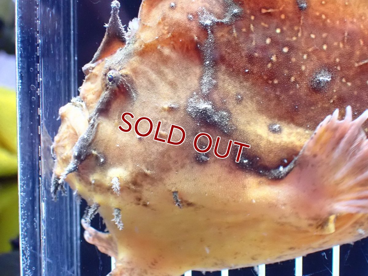 画像5: 【淡水魚】【通販】レア種 オレンジカラー 淡水カエルアンコウ【個体販売】(±14cm)(生体)(熱帯魚)NK (5)