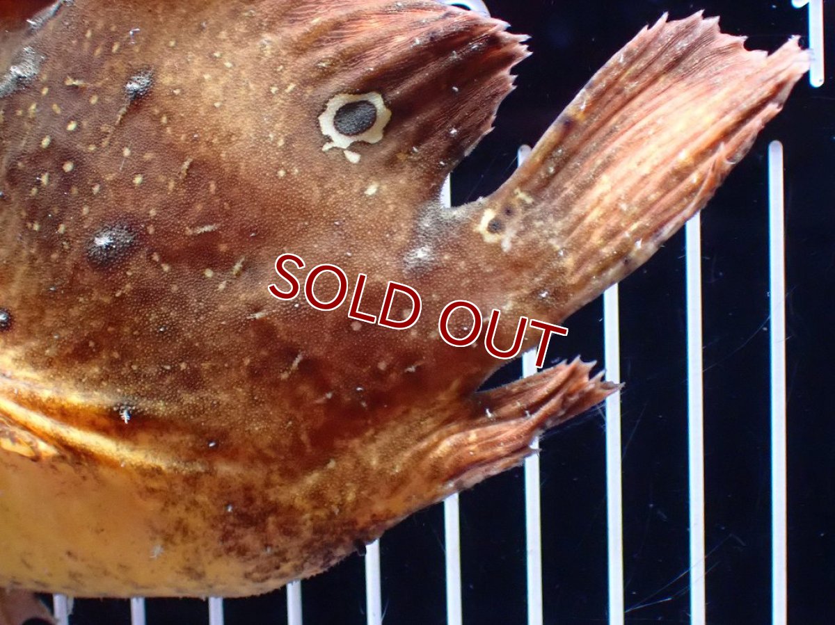 画像6: 【淡水魚】【通販】レア種 オレンジカラー 淡水カエルアンコウ【個体販売】(±14cm)(生体)(熱帯魚)NK (6)