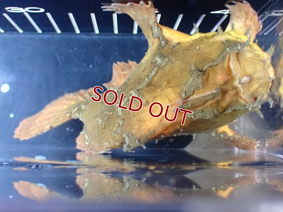 画像7: 【淡水魚】【通販】レア種 オレンジカラー 淡水カエルアンコウ【個体販売】(±14cm)(生体)(熱帯魚)NK (7)