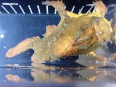 画像7: 【淡水魚】【通販】レア種 オレンジカラー 淡水カエルアンコウ【個体販売】(±14cm)(生体)(熱帯魚)NK (7)