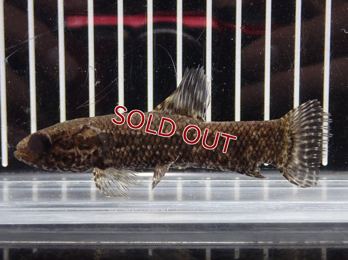 画像1: 【淡水魚】【通販】特価 No1 ブラックタライロン ワイルド【個体販売】(±10cm)(大型魚)(生体)(熱帯魚)NKO (1)