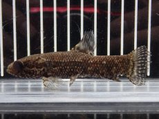 画像1: 【淡水魚】【通販】特価 No1 ブラックタライロン ワイルド【個体販売】(±10cm)(大型魚)(生体)(熱帯魚)NKO (1)