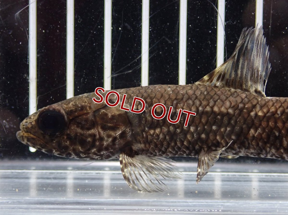 画像2: 【淡水魚】【通販】特価 No1 ブラックタライロン ワイルド【個体販売】(±10cm)(大型魚)(生体)(熱帯魚)NKO (2)