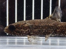 画像2: 【淡水魚】【通販】特価 No1 ブラックタライロン ワイルド【個体販売】(±10cm)(大型魚)(生体)(熱帯魚)NKO (2)