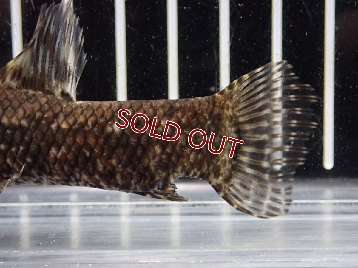 画像3: 【淡水魚】【通販】特価 No1 ブラックタライロン ワイルド【個体販売】(±10cm)(大型魚)(生体)(熱帯魚)NKO (3)