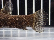 画像3: 【淡水魚】【通販】特価 No1 ブラックタライロン ワイルド【個体販売】(±10cm)(大型魚)(生体)(熱帯魚)NKO (3)