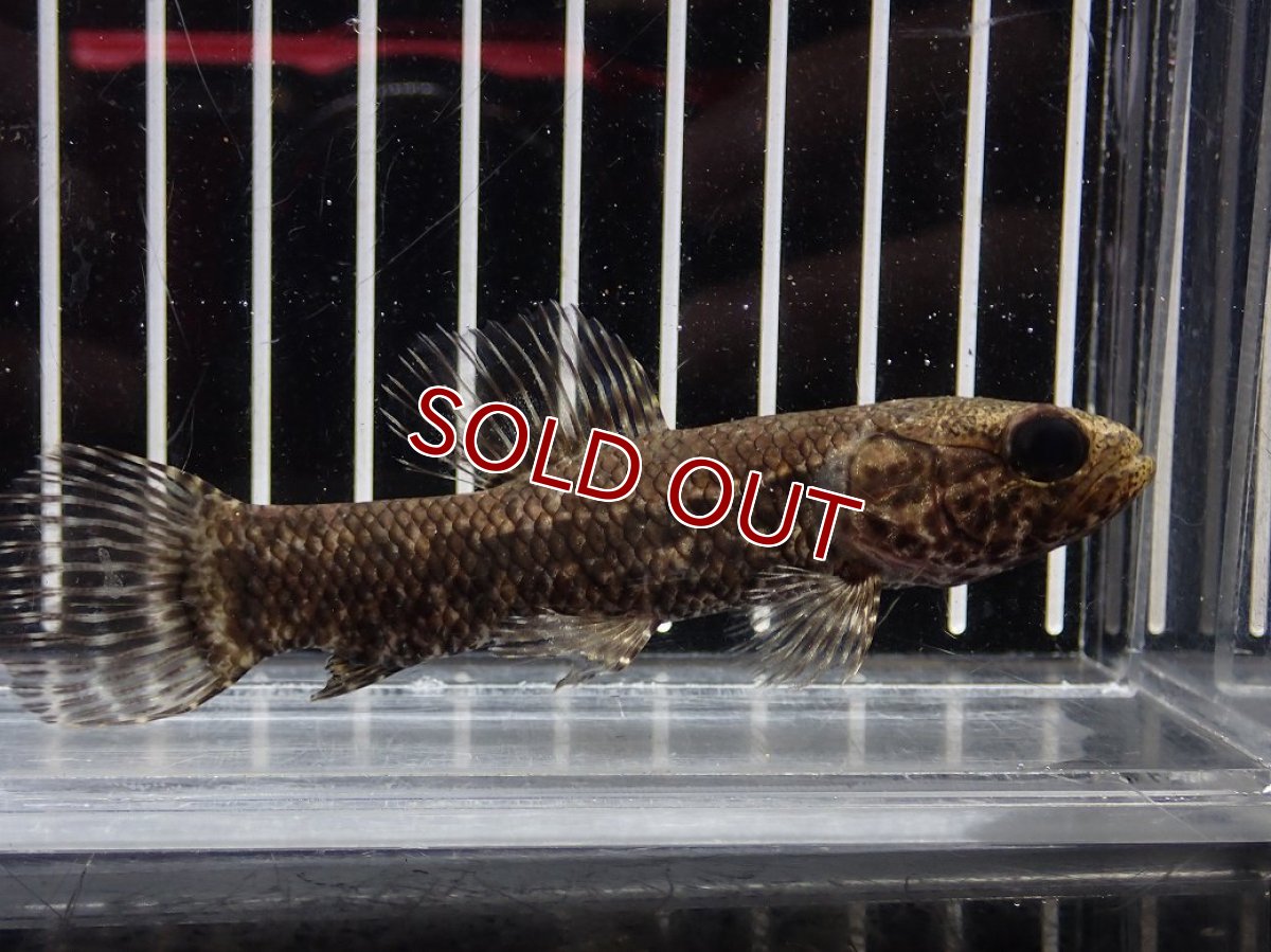 画像4: 【淡水魚】【通販】特価 No1 ブラックタライロン ワイルド【個体販売】(±10cm)(大型魚)(生体)(熱帯魚)NKO (4)