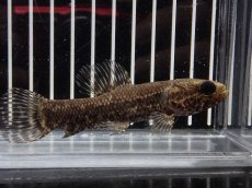 画像4: 【淡水魚】【通販】特価 No1 ブラックタライロン ワイルド【個体販売】(±10cm)(大型魚)(生体)(熱帯魚)NKO (4)