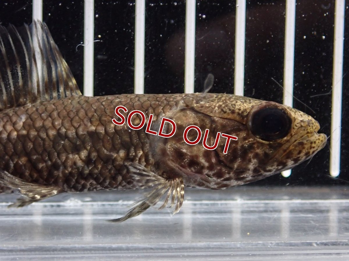 画像5: 【淡水魚】【通販】特価 No1 ブラックタライロン ワイルド【個体販売】(±10cm)(大型魚)(生体)(熱帯魚)NKO (5)