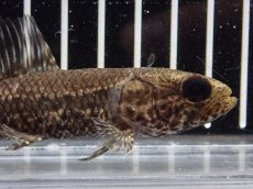画像5: 【淡水魚】【通販】特価 No1 ブラックタライロン ワイルド【個体販売】(±10cm)(大型魚)(生体)(熱帯魚)NKO (5)