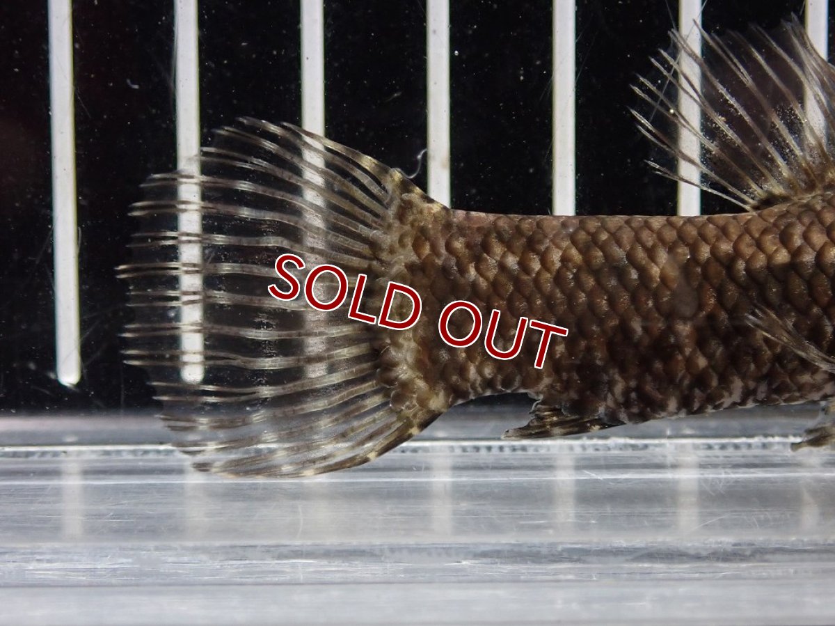 画像6: 【淡水魚】【通販】特価 No1 ブラックタライロン ワイルド【個体販売】(±10cm)(大型魚)(生体)(熱帯魚)NKO (6)