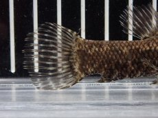 画像6: 【淡水魚】【通販】特価 No1 ブラックタライロン ワイルド【個体販売】(±10cm)(大型魚)(生体)(熱帯魚)NKO (6)