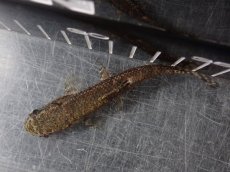 画像7: 【淡水魚】【通販】特価 No1 ブラックタライロン ワイルド【個体販売】(±10cm)(大型魚)(生体)(熱帯魚)NKO (7)