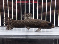 画像1: 【淡水魚】【通販】大特価 No2 ブラックタライロン ワイルド【個体販売】(±10cm)(大型魚)(生体)(熱帯魚)NKO (1)