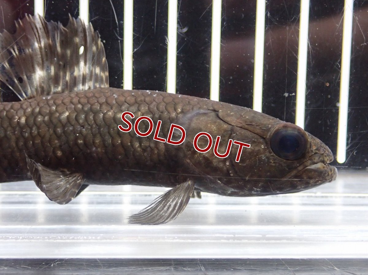 画像2: 【淡水魚】【通販】大特価 No2 ブラックタライロン ワイルド【個体販売】(±10cm)(大型魚)(生体)(熱帯魚)NKO (2)