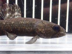 画像2: 【淡水魚】【通販】大特価 No2 ブラックタライロン ワイルド【個体販売】(±10cm)(大型魚)(生体)(熱帯魚)NKO (2)