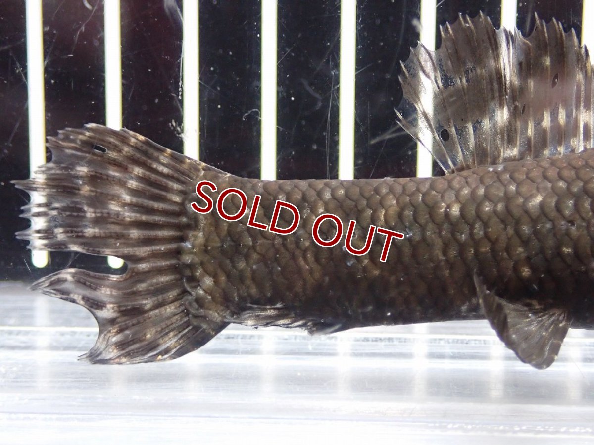 画像3: 【淡水魚】【通販】大特価 No2 ブラックタライロン ワイルド【個体販売】(±10cm)(大型魚)(生体)(熱帯魚)NKO (3)