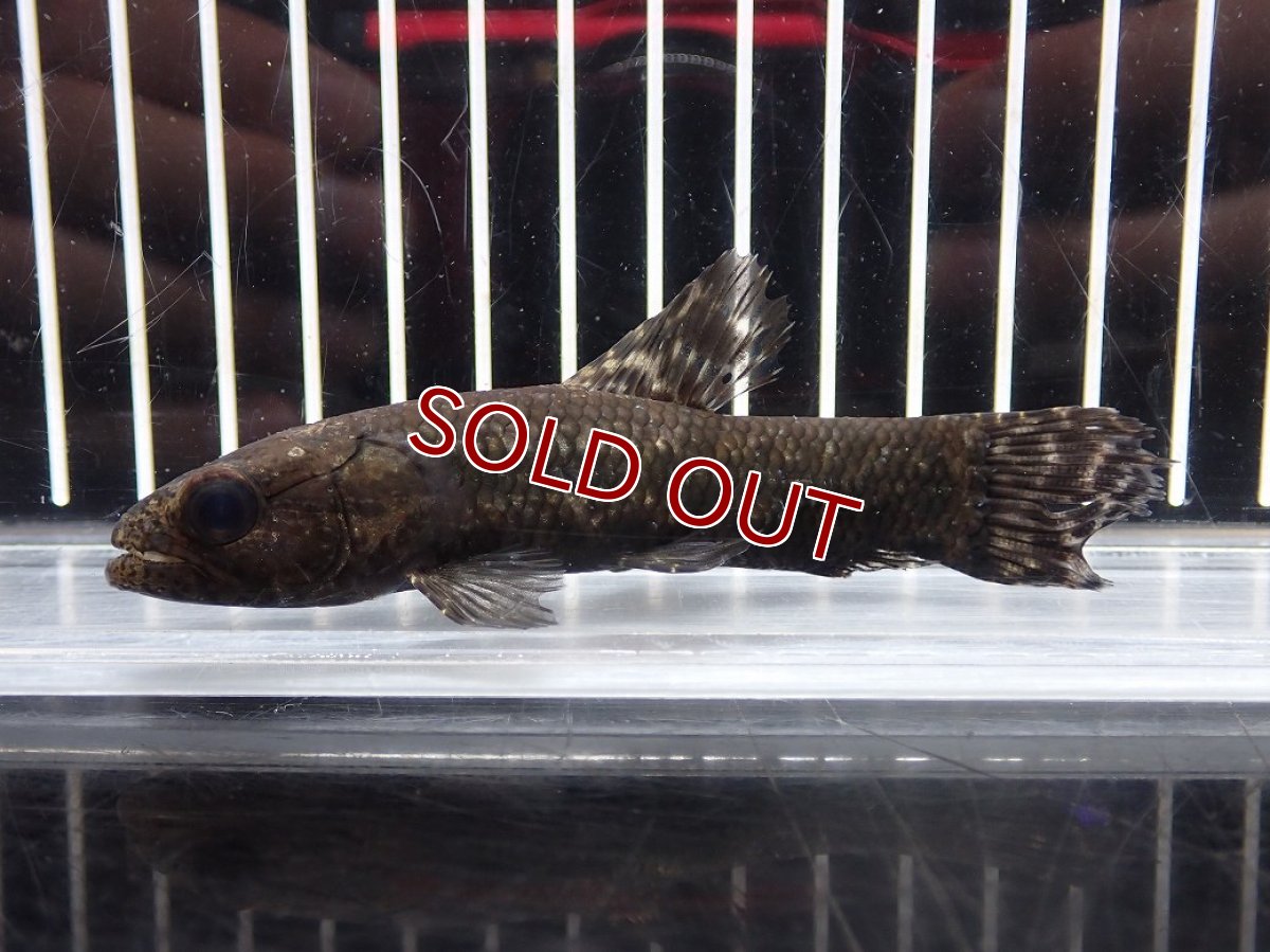 画像4: 【淡水魚】【通販】大特価 No2 ブラックタライロン ワイルド【個体販売】(±10cm)(大型魚)(生体)(熱帯魚)NKO (4)