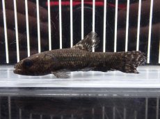 画像4: 【淡水魚】【通販】大特価 No2 ブラックタライロン ワイルド【個体販売】(±10cm)(大型魚)(生体)(熱帯魚)NKO (4)