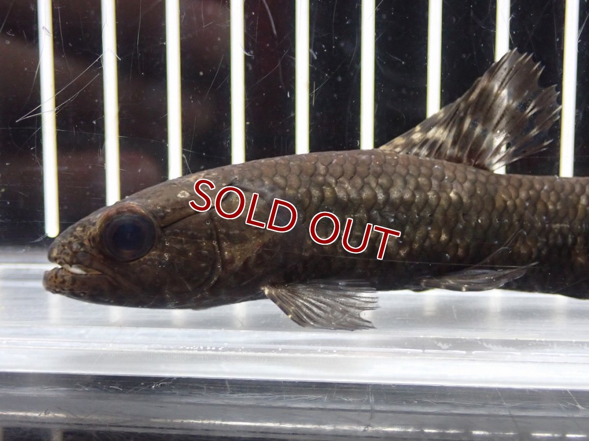 画像5: 【淡水魚】【通販】大特価 No2 ブラックタライロン ワイルド【個体販売】(±10cm)(大型魚)(生体)(熱帯魚)NKO (5)