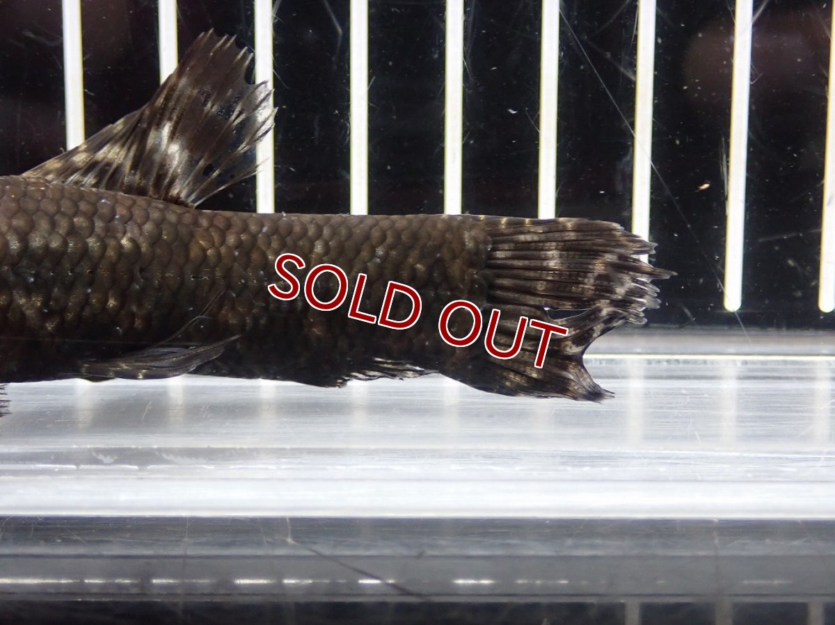 画像6: 【淡水魚】【通販】大特価 No2 ブラックタライロン ワイルド【個体販売】(±10cm)(大型魚)(生体)(熱帯魚)NKO (6)