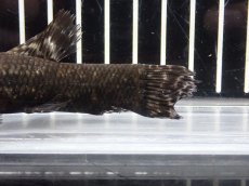 画像6: 【淡水魚】【通販】大特価 No2 ブラックタライロン ワイルド【個体販売】(±10cm)(大型魚)(生体)(熱帯魚)NKO (6)